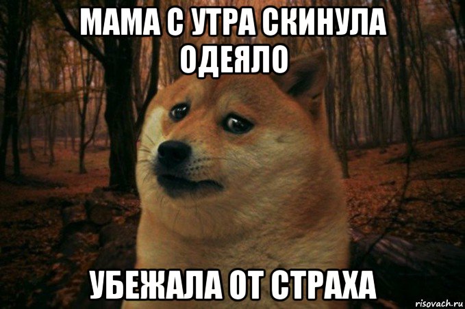 мама с утра скинула одеяло убежала от страха, Мем SAD DOGE