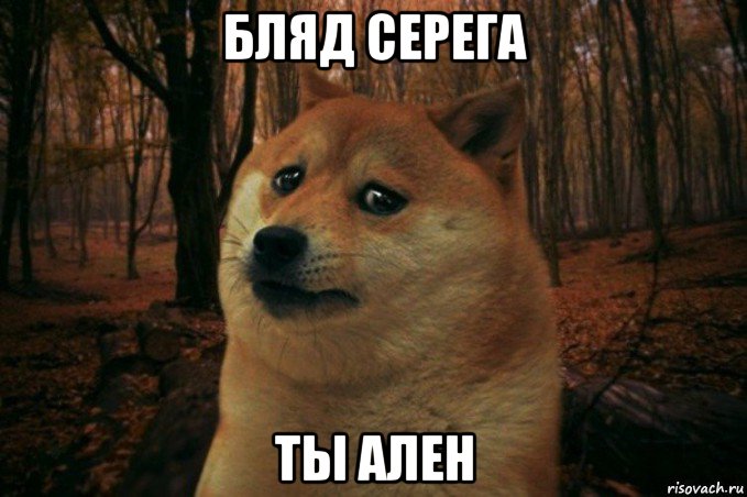 бляд серега ты ален, Мем SAD DOGE