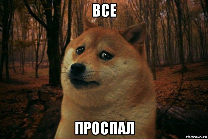 все проспал, Мем SAD DOGE