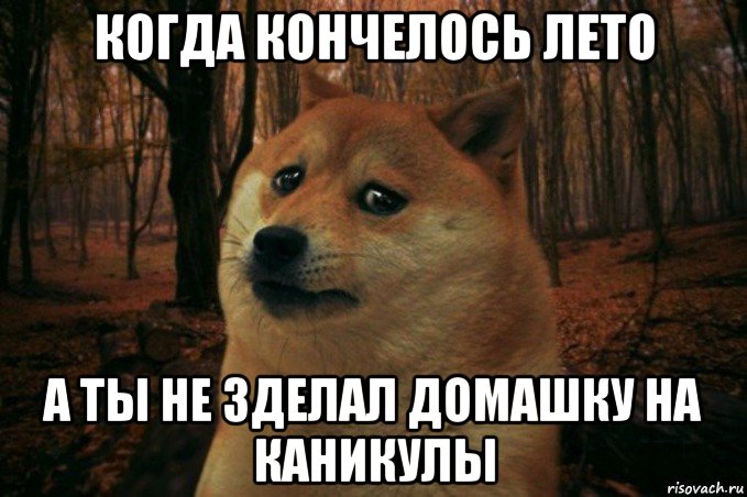 когда кончелось лето а ты не зделал домашку на каникулы, Мем SAD DOGE