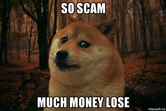 so scam much money lose, Мем SAD DOGE