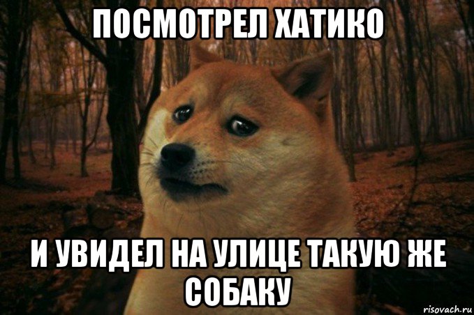 посмотрел хатико и увидел на улице такую же собаку, Мем SAD DOGE