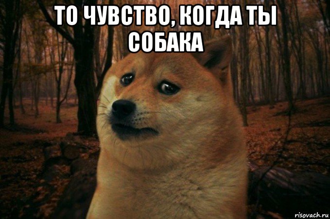 то чувство, когда ты собака , Мем SAD DOGE