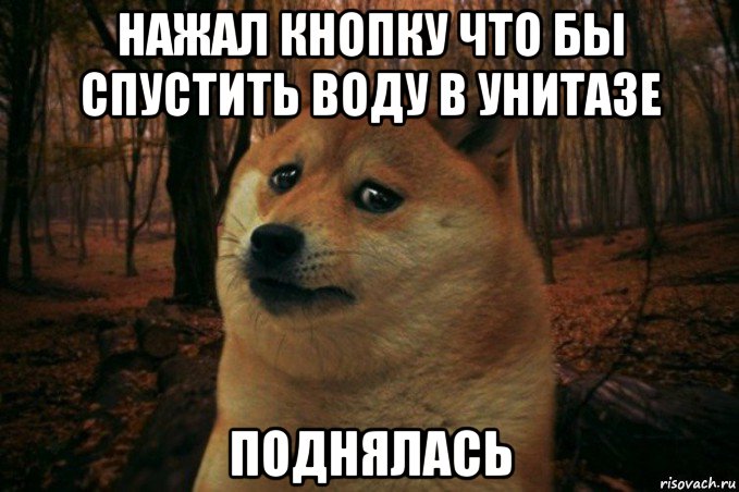 нажал кнопку что бы спустить воду в унитазе поднялась, Мем SAD DOGE