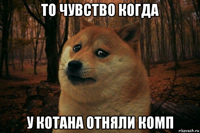 то чувство когда у котана отняли комп, Мем SAD DOGE