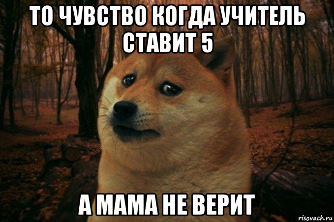 то чувство когда учитель ставит 5 а мама не верит, Мем SAD DOGE