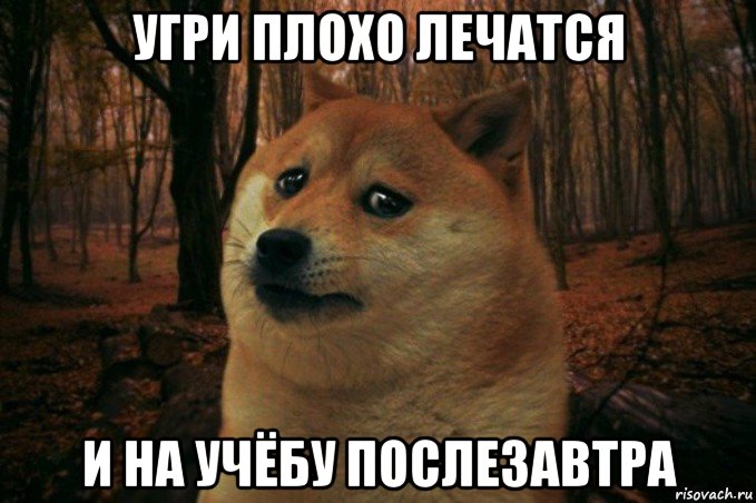 угри плохо лечатся и на учёбу послезавтра, Мем SAD DOGE