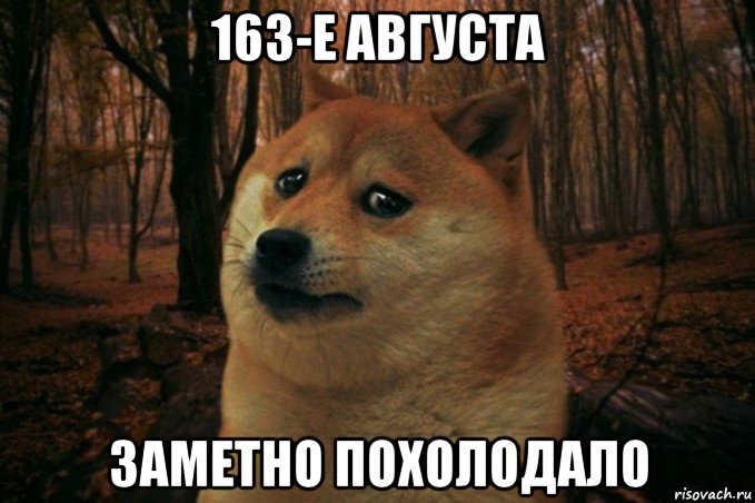 163-е августа заметно похолодало, Мем SAD DOGE