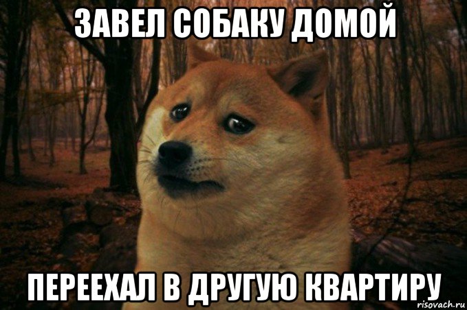 завел собаку домой переехал в другую квартиру, Мем SAD DOGE