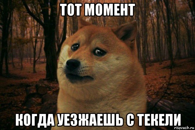 тот момент когда уезжаешь с текели, Мем SAD DOGE