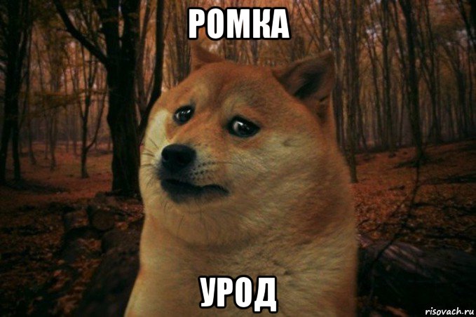 ромка урод, Мем SAD DOGE