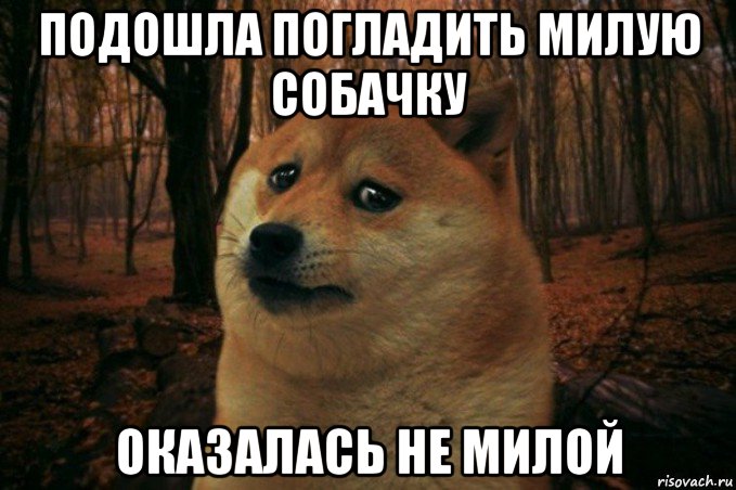 подошла погладить милую собачку оказалась не милой, Мем SAD DOGE