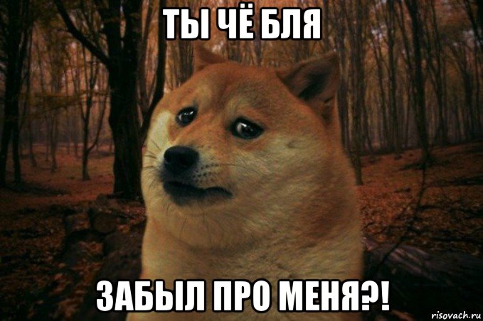 ты чё бля забыл про меня?!, Мем SAD DOGE