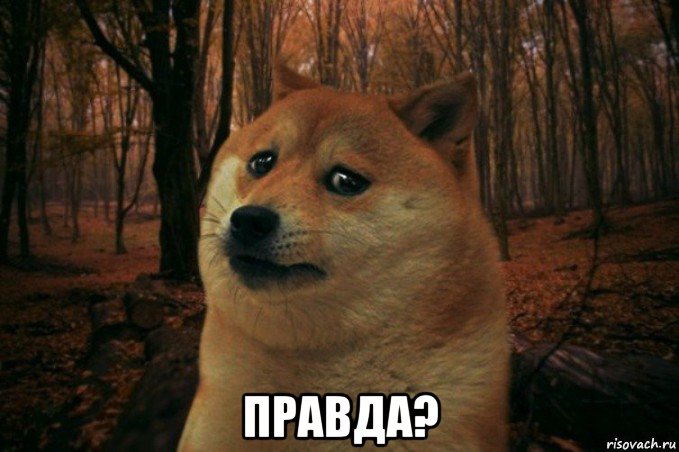  правда?, Мем SAD DOGE