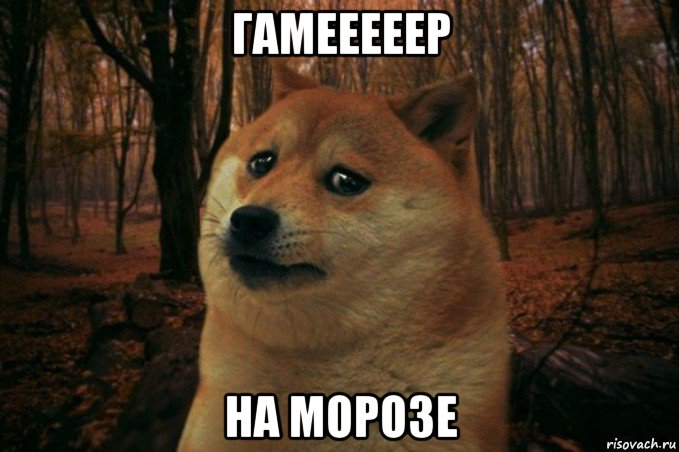 гамееееер на морозе, Мем SAD DOGE