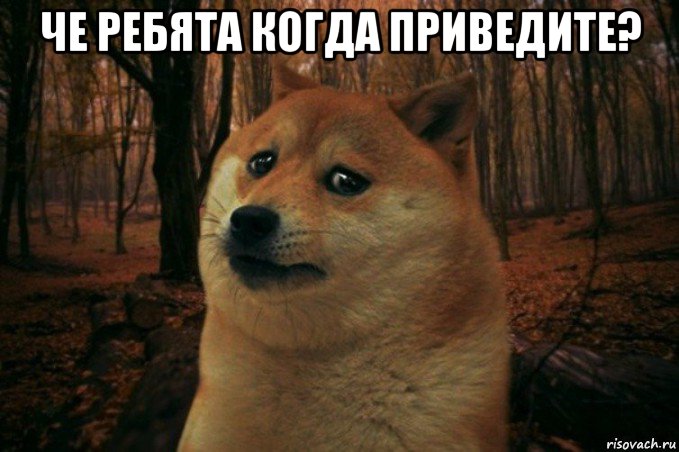 че ребята когда приведите? , Мем SAD DOGE