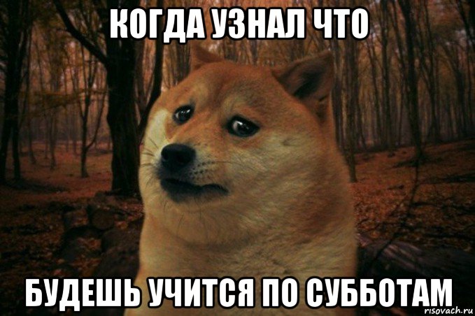 когда узнал что будешь учится по субботам, Мем SAD DOGE