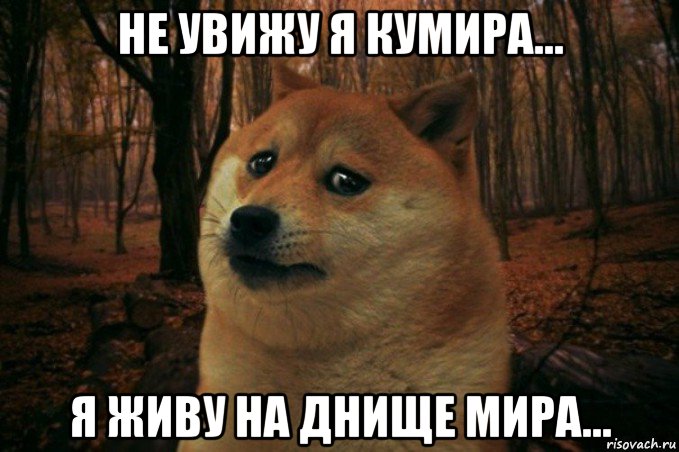 не увижу я кумира... я живу на днище мира..., Мем SAD DOGE