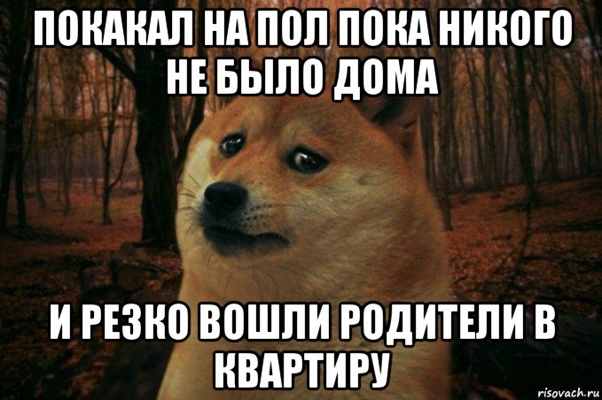 покакал на пол пока никого не было дома и резко вошли родители в квартиру, Мем SAD DOGE