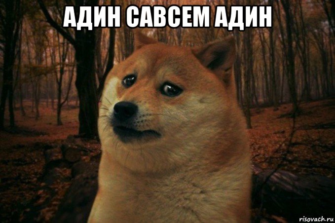 адин савсем адин , Мем SAD DOGE