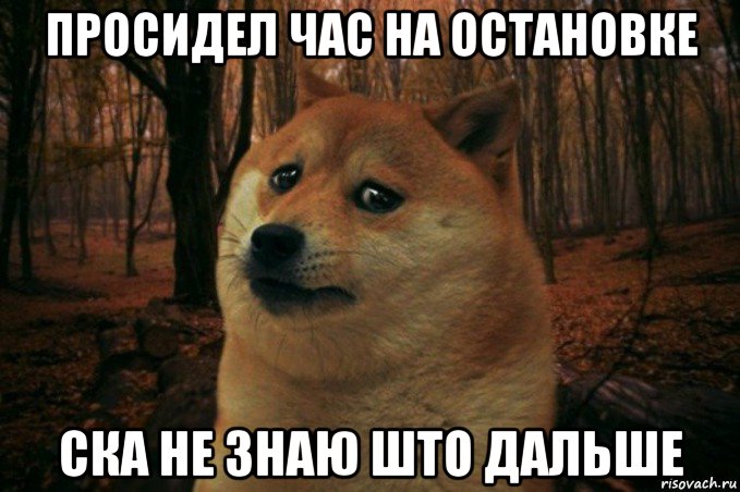 просидел час на остановке ска не знаю што дальше, Мем SAD DOGE