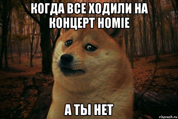 когда все ходили на концерт homie а ты нет, Мем SAD DOGE