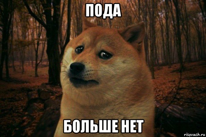 пода больше нет, Мем SAD DOGE