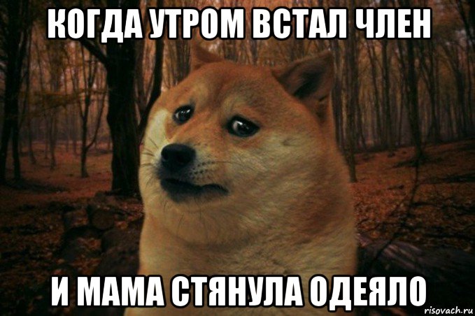 когда утром встал член и мама стянула одеяло, Мем SAD DOGE