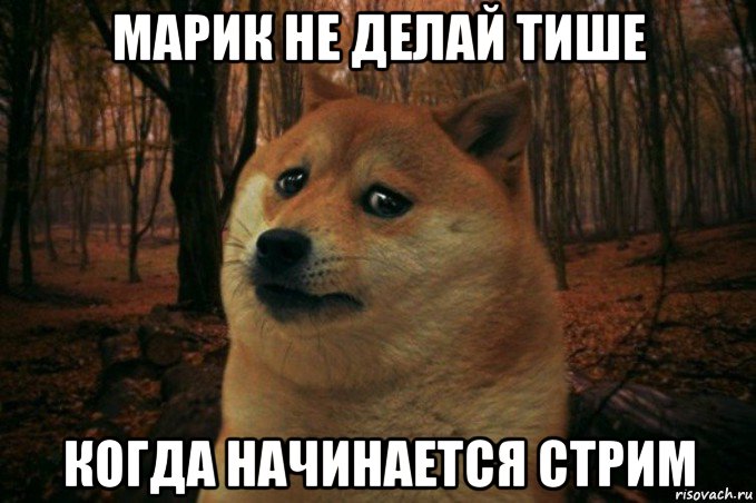 марик не делай тише когда начинается стрим, Мем SAD DOGE