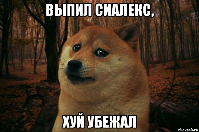 выпил сиалекс, хуй убежал, Мем SAD DOGE