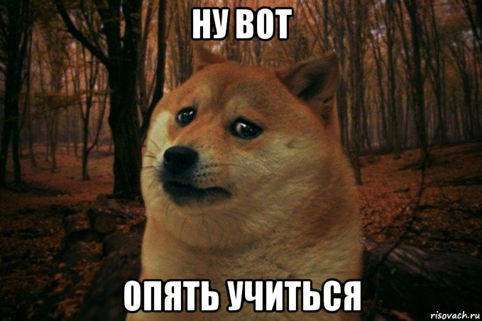 ну вот опять учиться, Мем SAD DOGE