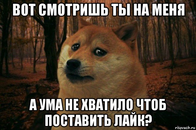 вот смотришь ты на меня а ума не хватило чтоб поставить лайк?, Мем SAD DOGE