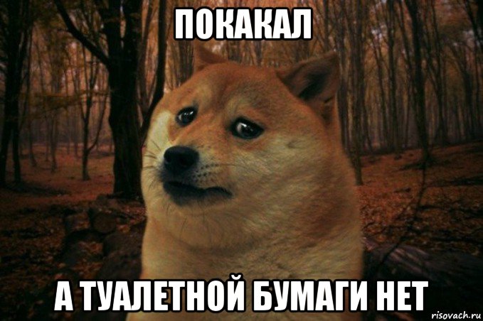 покакал а туалетной бумаги нет, Мем SAD DOGE