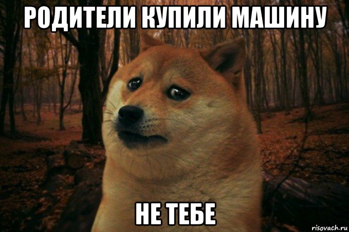 родители купили машину не тебе, Мем SAD DOGE