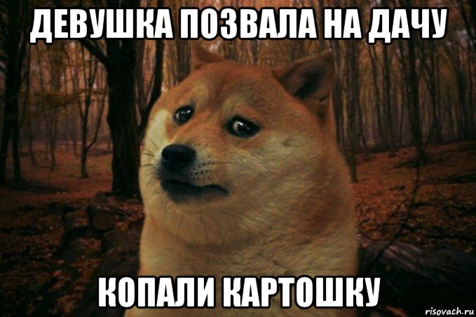 девушка позвала на дачу копали картошку, Мем SAD DOGE