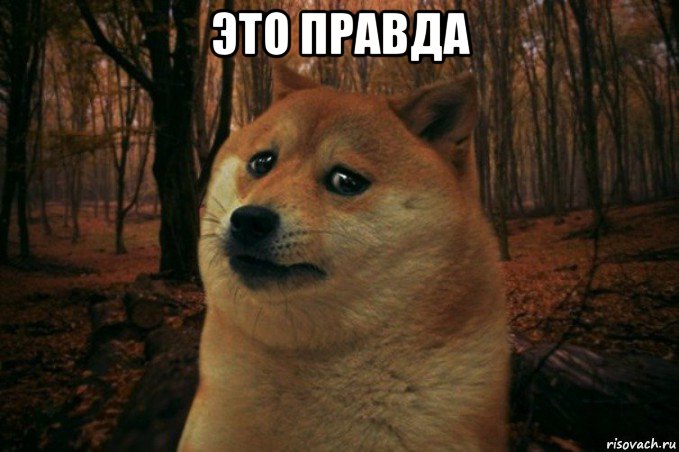 это правда , Мем SAD DOGE