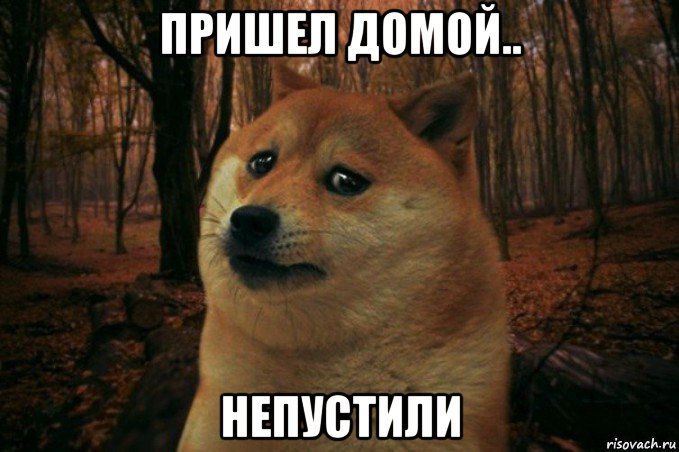 пришел домой.. непустили, Мем SAD DOGE