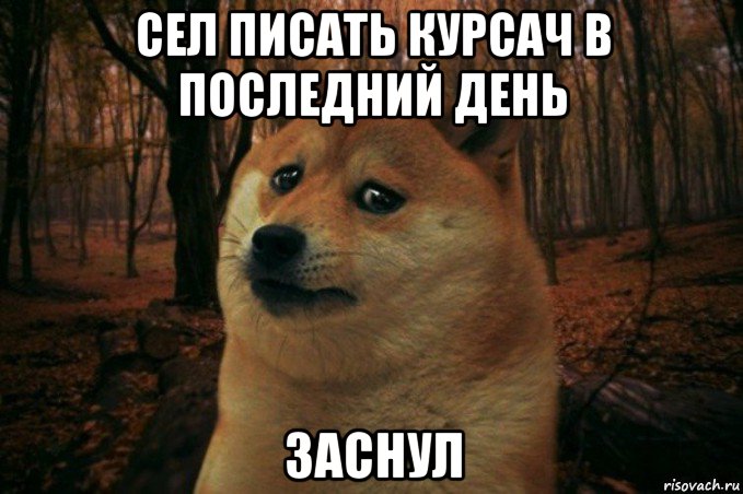 сел писать курсач в последний день заснул, Мем SAD DOGE