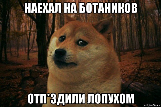 наехал на ботаников отп*здили лопухом, Мем SAD DOGE