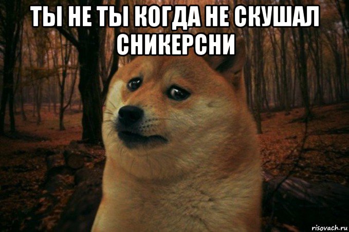 ты не ты когда не скушал сникерсни , Мем SAD DOGE