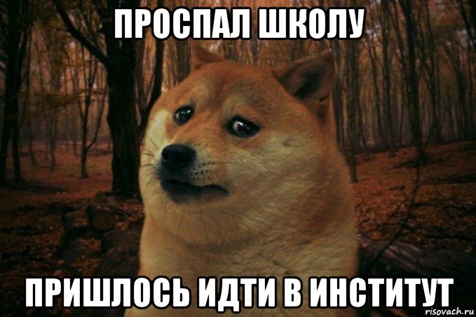 проспал школу пришлось идти в институт, Мем SAD DOGE