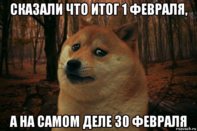 сказали что итог 1 февраля, а на самом деле 30 февраля, Мем SAD DOGE