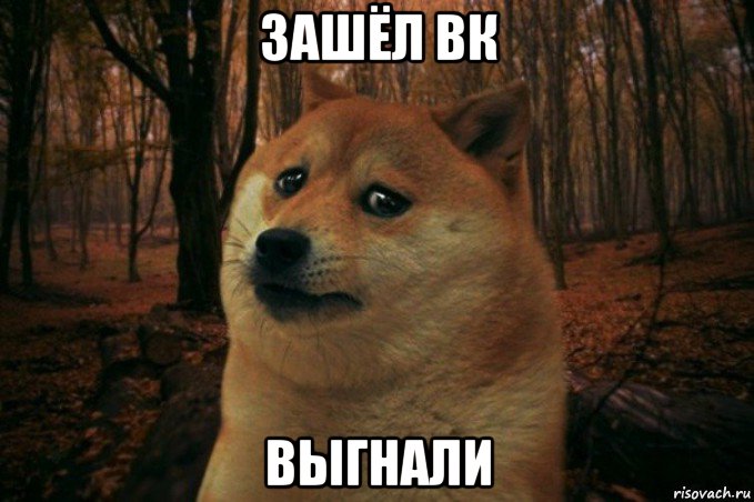 зашёл вк выгнали, Мем SAD DOGE