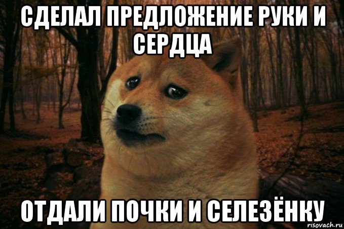 сделал предложение руки и сердца отдали почки и селезёнку, Мем SAD DOGE