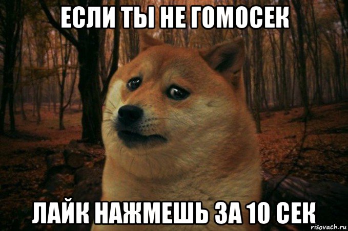 если ты не гомосек лайк нажмешь за 10 сек, Мем SAD DOGE