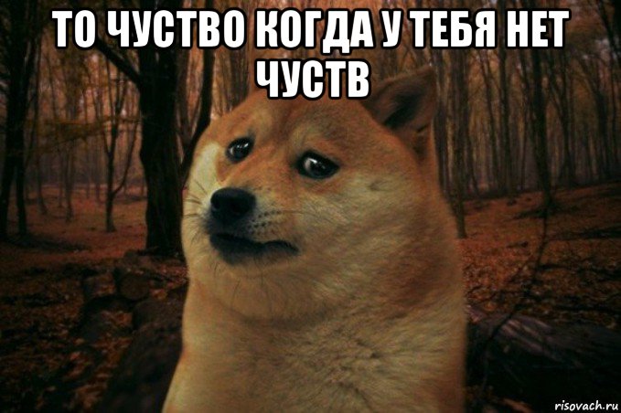 то чуство когда у тебя нет чуств , Мем SAD DOGE