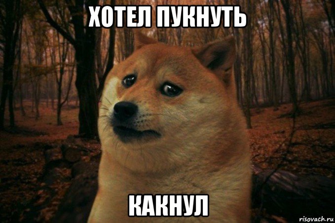 хотел пукнуть какнул, Мем SAD DOGE