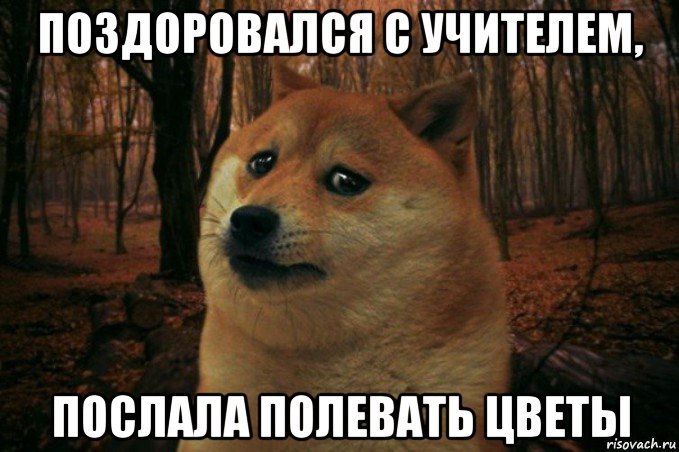 поздоровался с учителем, послала полевать цветы, Мем SAD DOGE