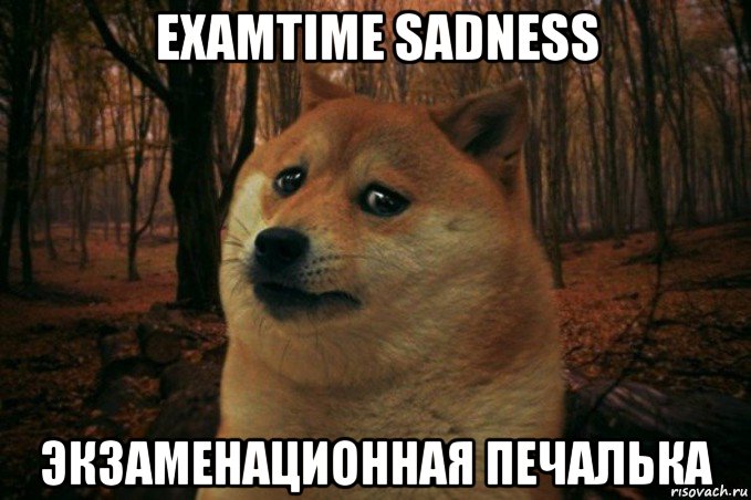 examtime sadness экзаменационная печалька, Мем SAD DOGE