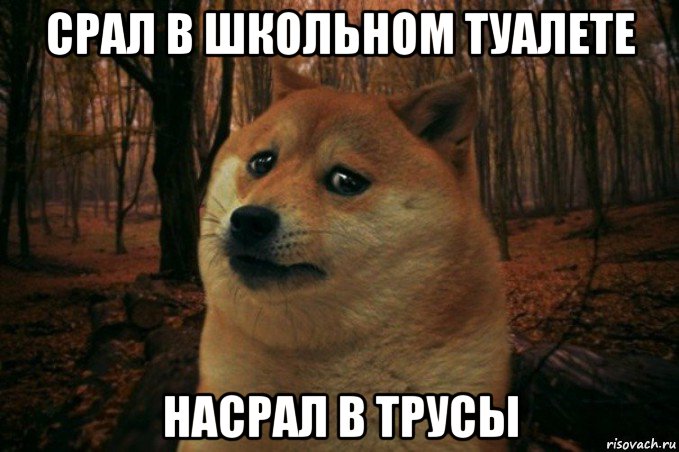 срал в школьном туалете насрал в трусы, Мем SAD DOGE